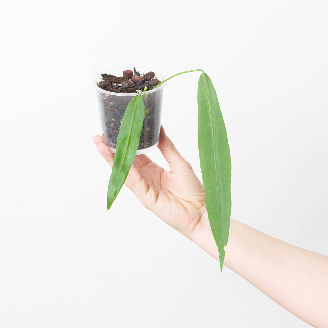 dracaena marginata cane Plantes naturelles - Dracaena Marginata - cane