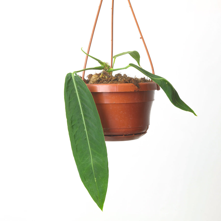 Anthurium pallidiflorum 10.5cm Hanging Plants GrowTropicals