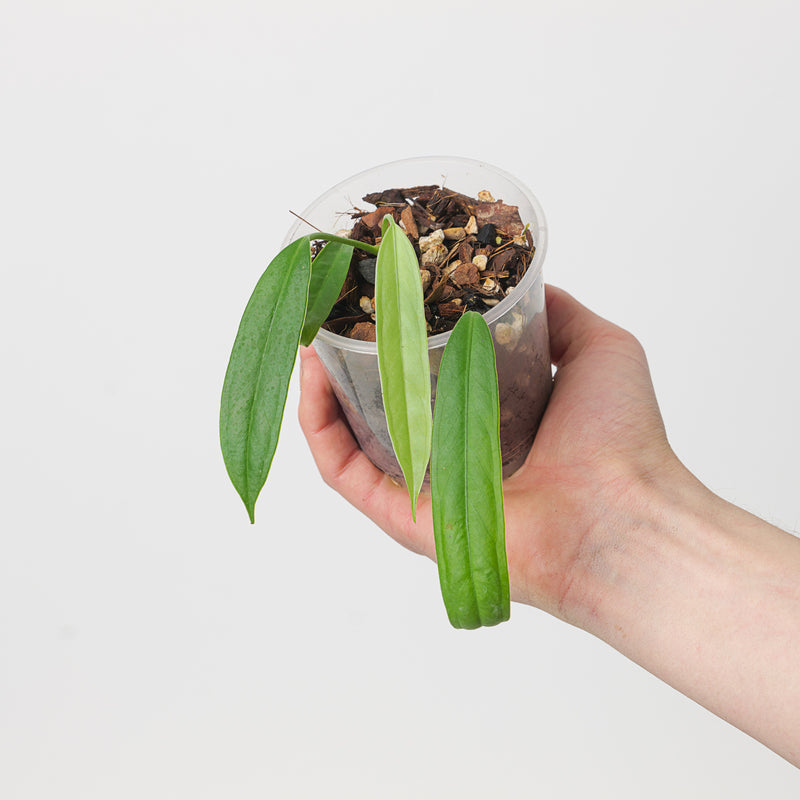 Anthurium cf. pallidiflorum Plants GrowTropicals