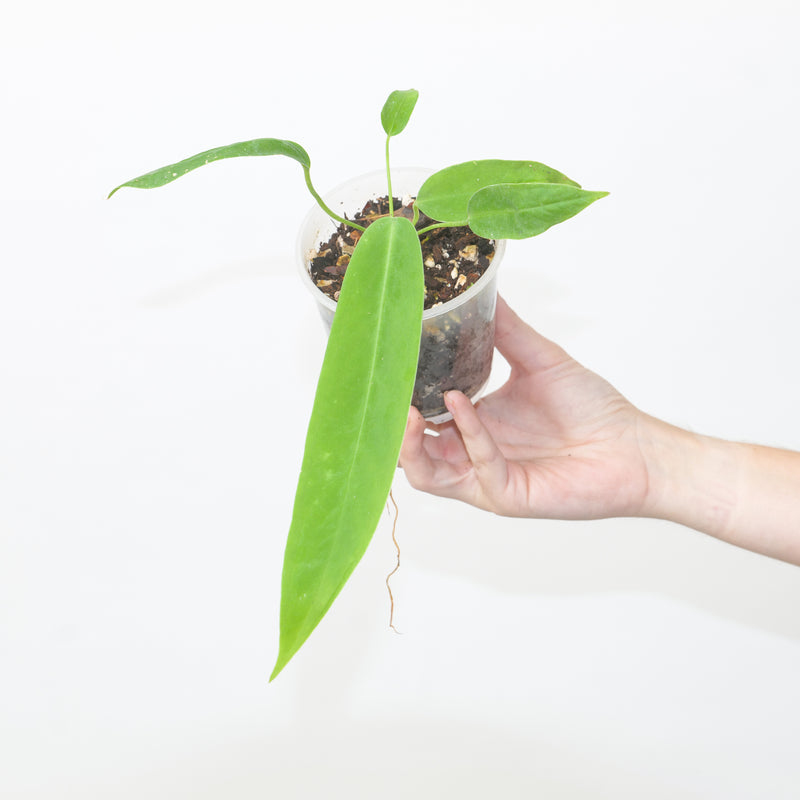 Anthurium pallidiflorum x panamense — 12cm (Exact Plant)