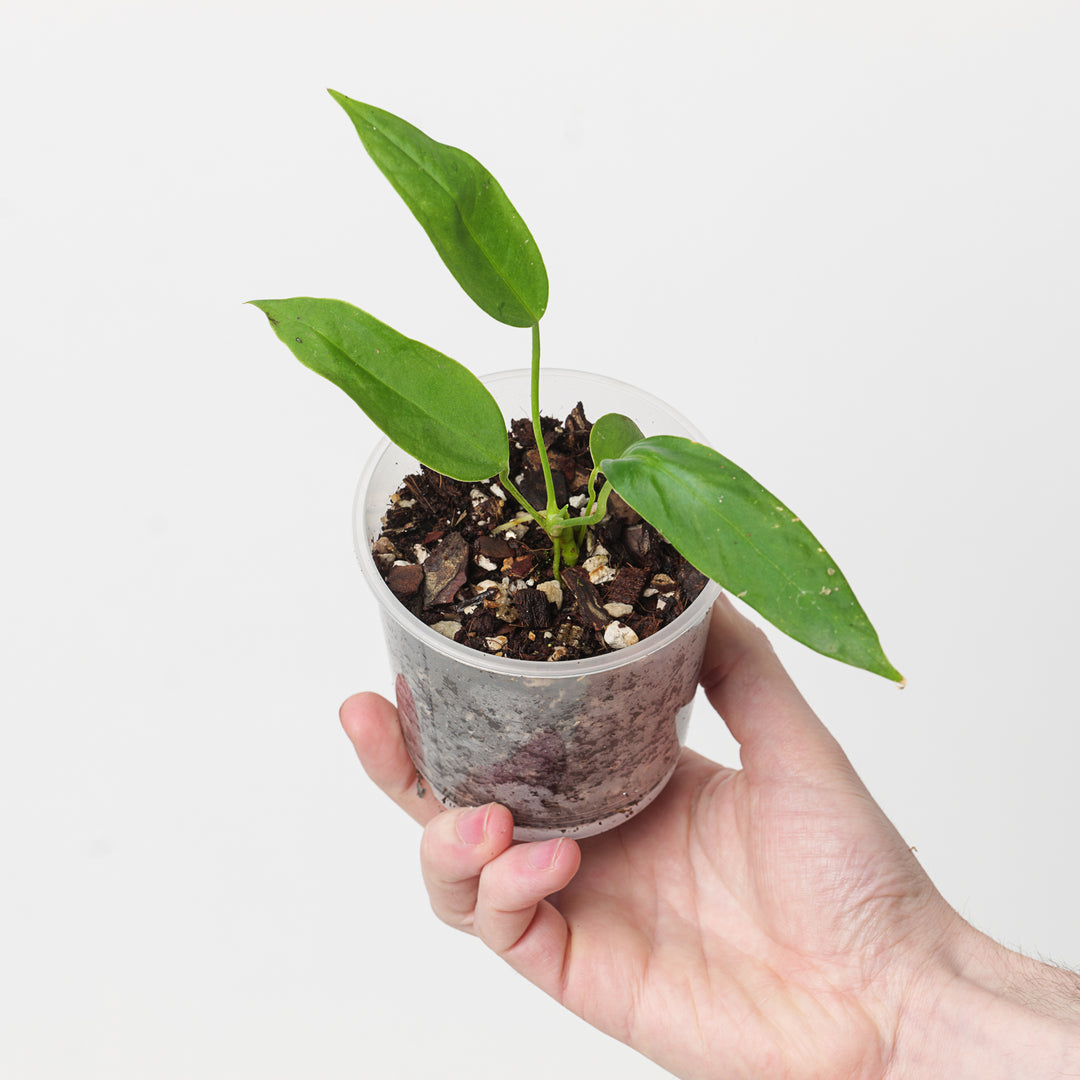 Anthurium pallidiflorum x panamense - GROW TROPICALS