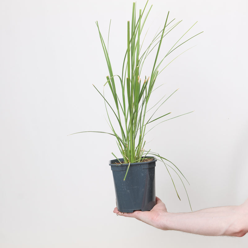 Cortaderia selloana Pumila — 17cm / 2L