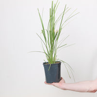 Cortaderia selloana Pumila