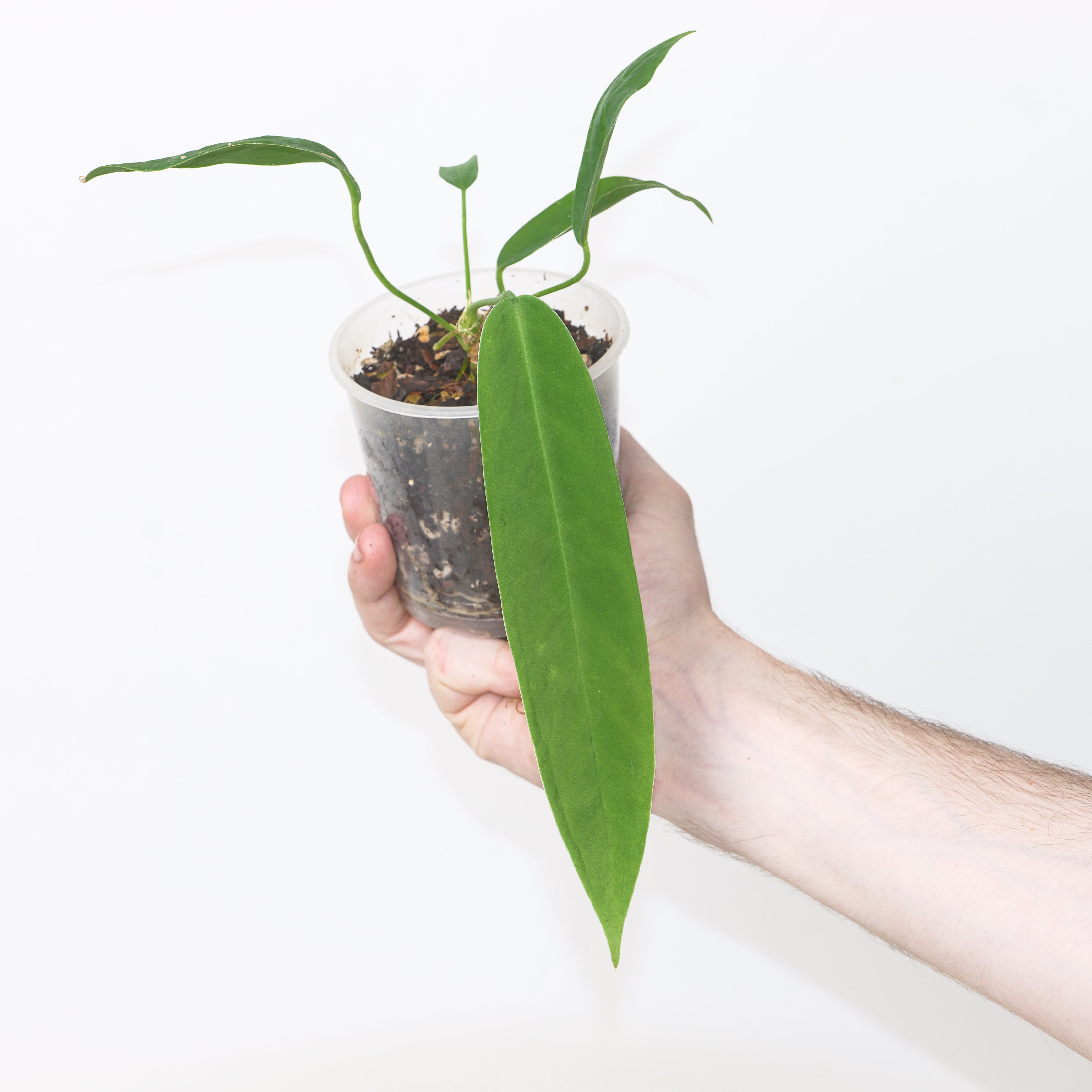 Anthurium pallidiflorum x panamense | Plants | GrowTropicals.com
