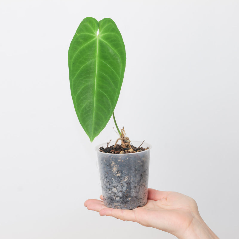 Anthurium insigne var panguiensii Plants GrowTropicals