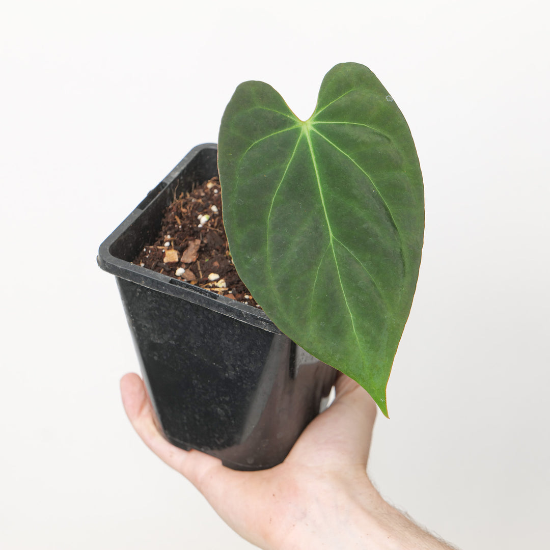 Anthurium papillilaminum x Dark Phoenix