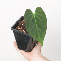 Anthurium papillilaminum x Dark Phoenix