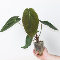 Anthurium papillilaminum ‘Guna Yala’ × ‘Ace of Spades’