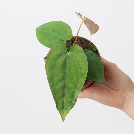 Imperfect Anthurium papillilaminum Plants GrowTropicals