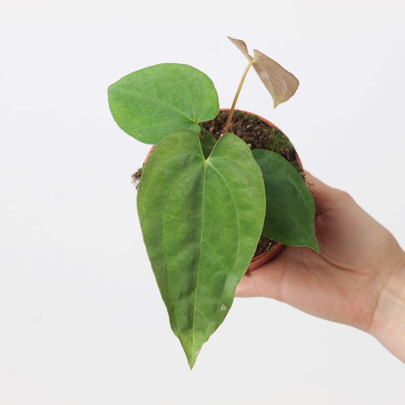 Imperfect Anthurium papillilaminum Plants GrowTropicals