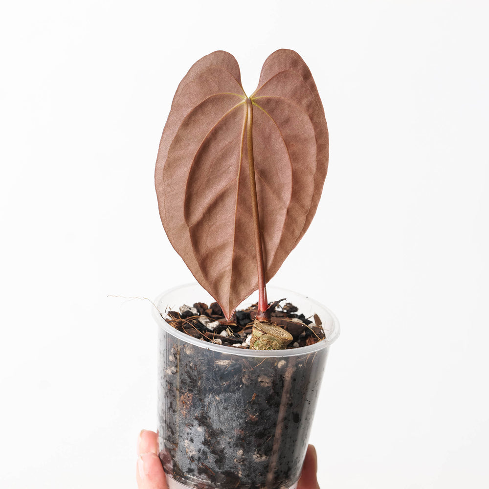 Anthurium papillilaminum (Ecuadorian Form) - GROW TROPICALS