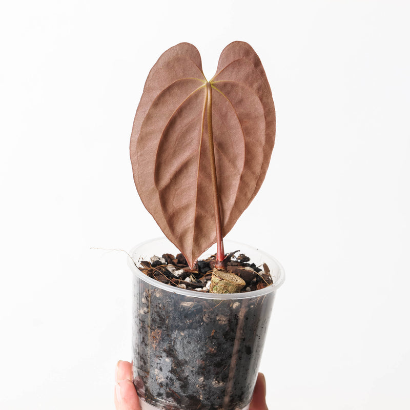 Anthurium papillilaminum GY — 9cm