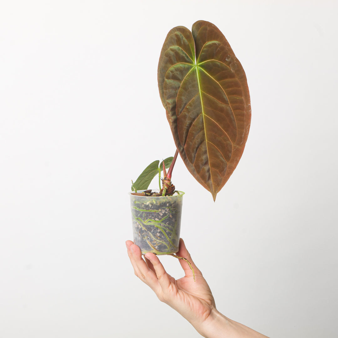 Anthurium papillilaminum S1 Plants GrowTropicals