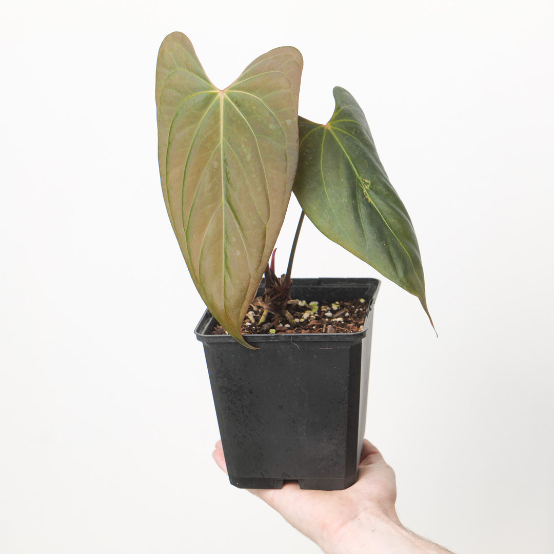 Anthurium papillilaminum x 'Blacksweet'