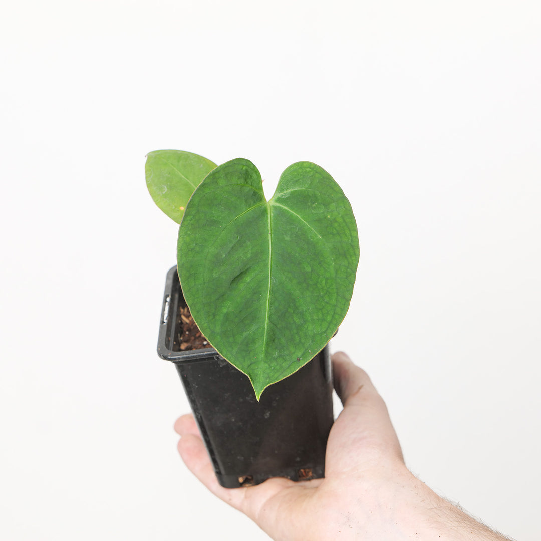 Anthurium papillilaminum x Dressleri Indo