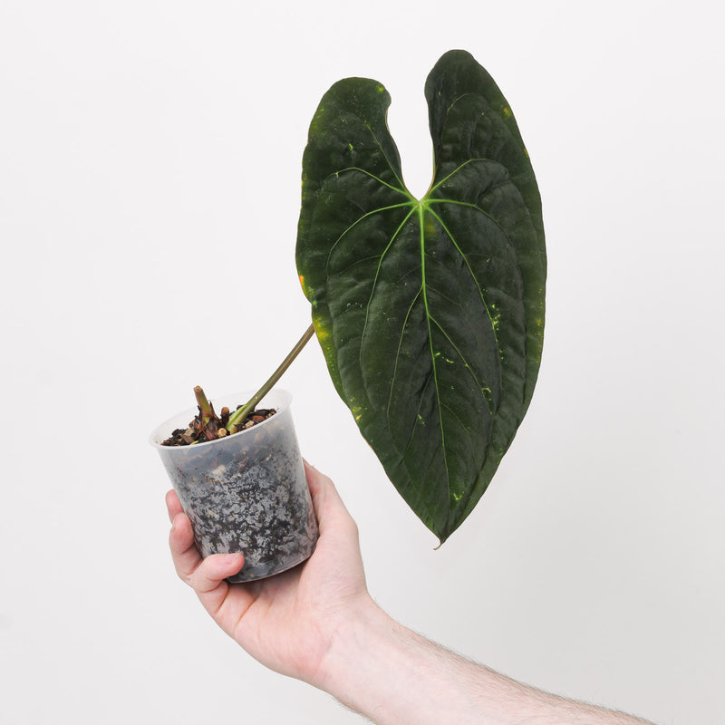 Anthurium papillilaminum GY Plants GrowTropicals