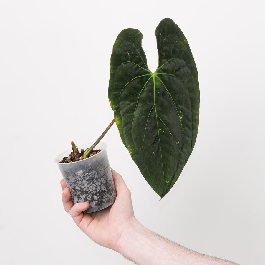 Anthurium papillilaminum GY Plants GrowTropicals