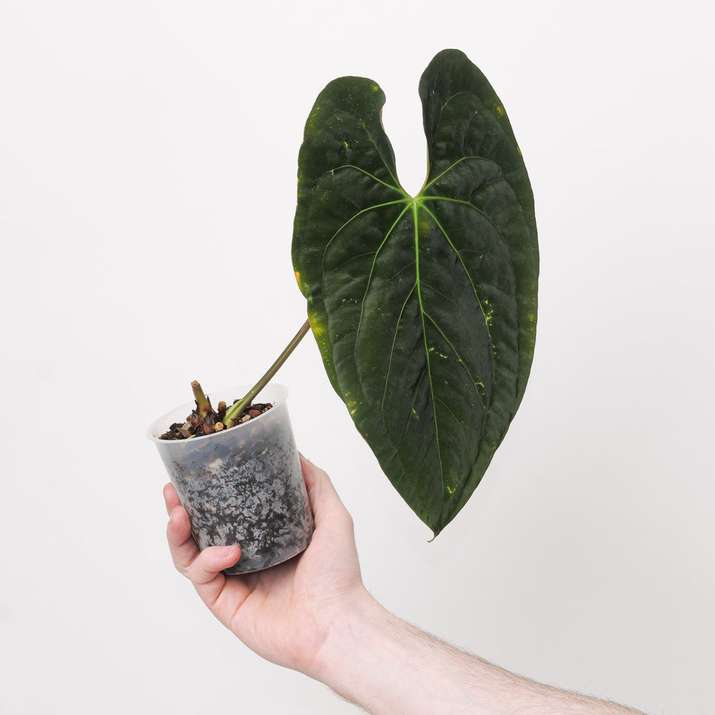 Anthurium papillilaminum GY | Plants | GrowTropicals.com