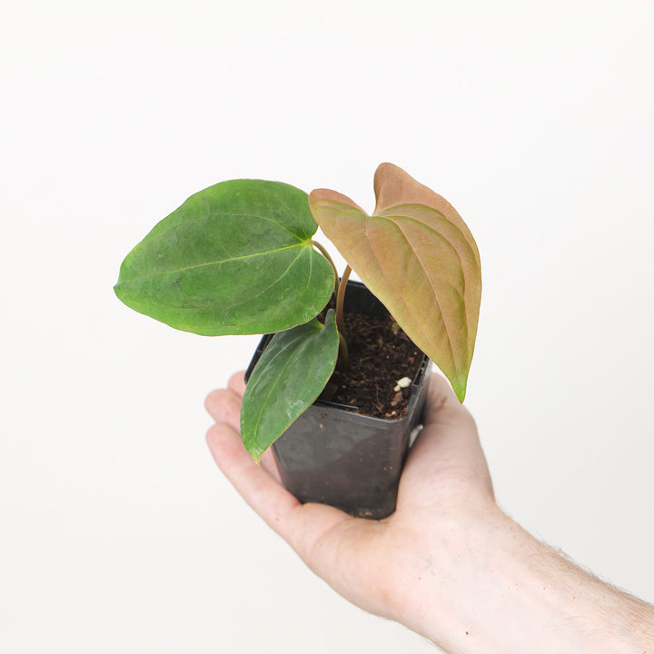 Anthurium papillilaminum (Euro Form) 7cm Plants GrowTropicals