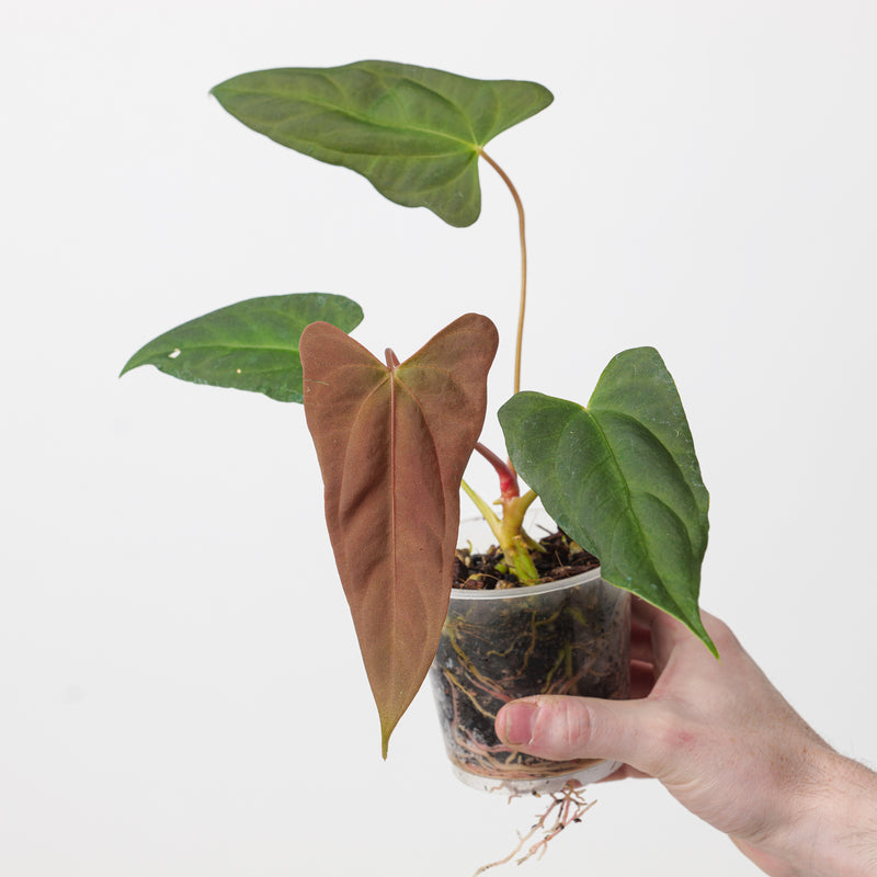 Anthurium (Papililamium 'Marie' x subsignatum) x (Flat Sinus Papi FSxRL) 9cm (Specific Plant - A1) Plants GrowTropicals