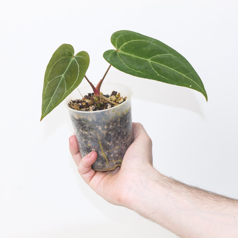 Anthurium papillilaminum ‘Golden’ 9cm Plants GrowTropicals