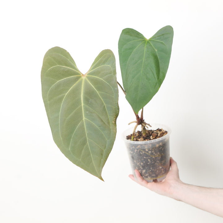 Anthurium papillilaminum x 'Blacksweet' 17cm / #2 Plants GrowTropicals