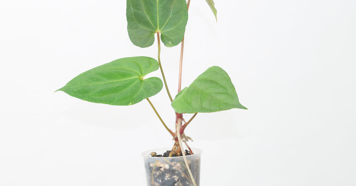 anthurium papillilaminum x warocqueanum Anthurium papillilaminum Indo x Fort Sherman | Plants