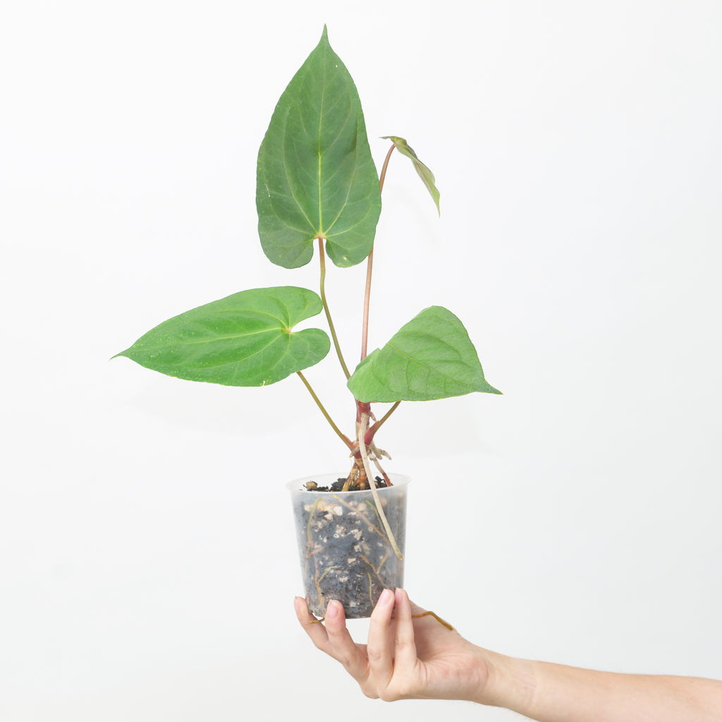 その他観葉植物 Anthurium portilae x fortsherman Anthurium portilae x fortsherman