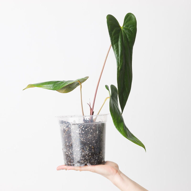 Anthurium papillilaminum 'Ree Gardens' x sp. Napo — 17cm