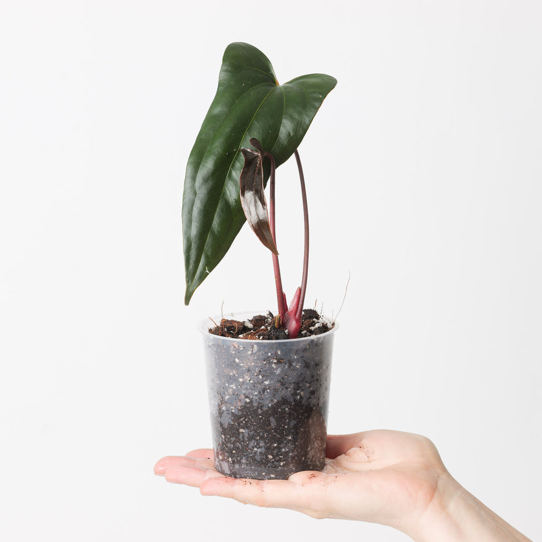 anthurium sp napo Anthurium papillilaminum 'Ree Gardens' x sp. Napo