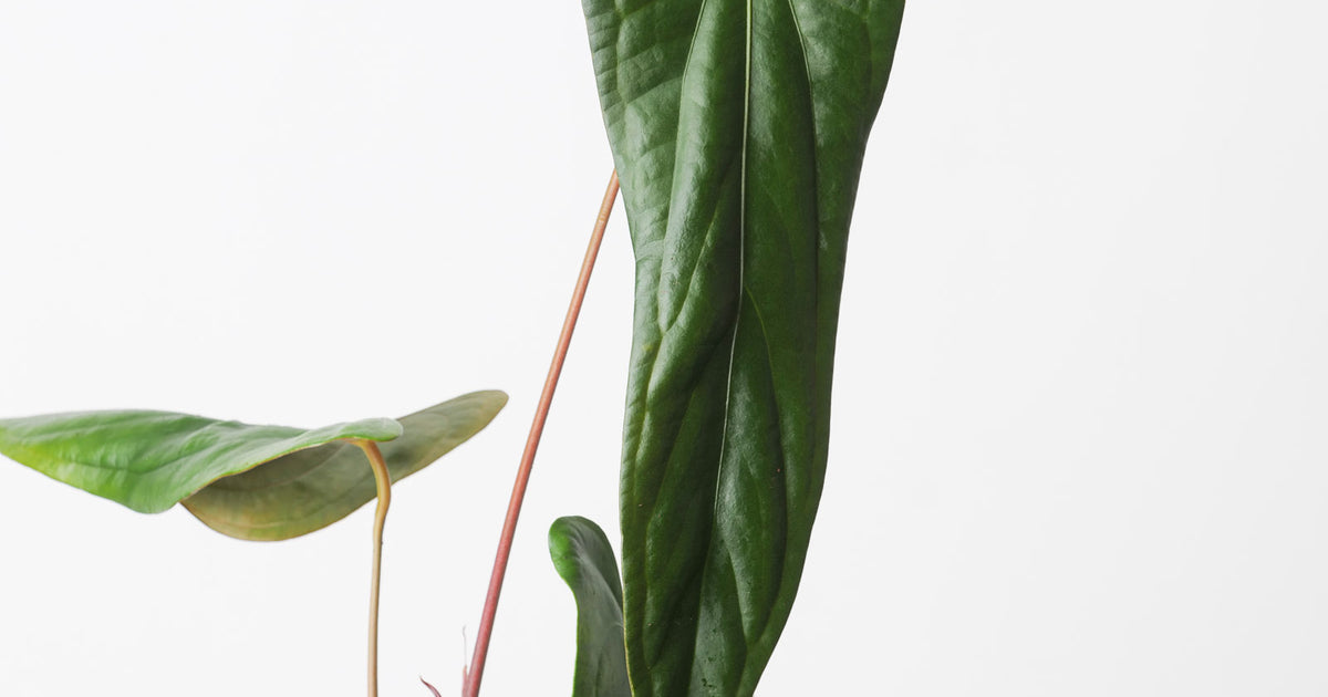 Anthurium papillilaminum 'Ree Gardens' x sp. Napo | Plants