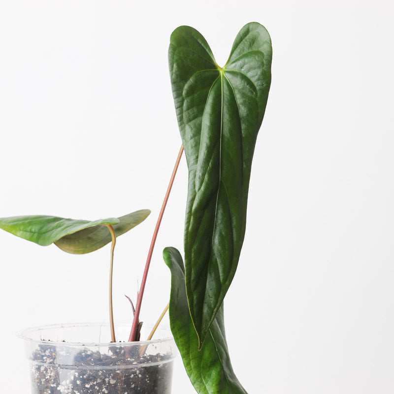 Anthurium papillilaminum 'Ree Gardens' x sp. Napo Plants GrowTropicals