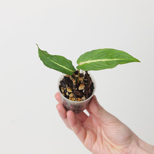 Homalomena sp. Papua 'pink vein' 6cm Plants GrowTropicals