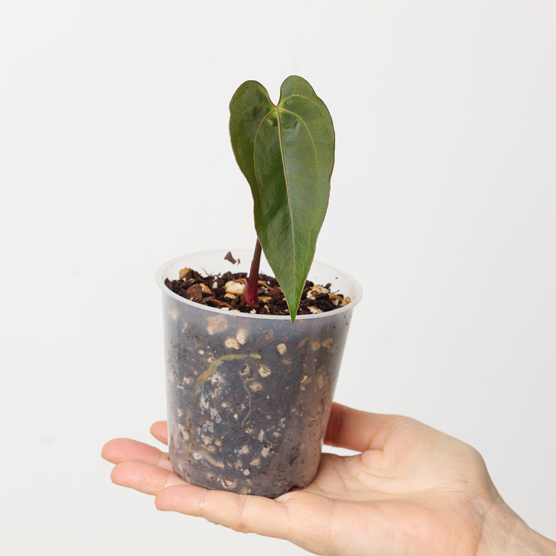 Anthurium Ace of Spades x Papillilaminum Plants GrowTropicals