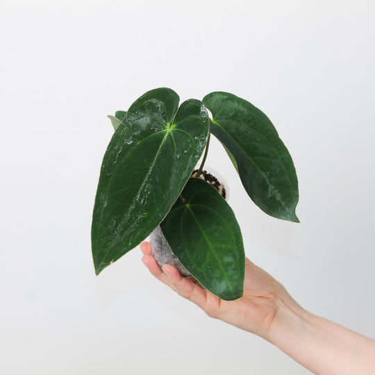 Anthurium papillilaminum GY x Ace of Spades Dark Form Plants GrowTropicals