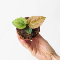 Anthurium papillilaminum x luxurians
