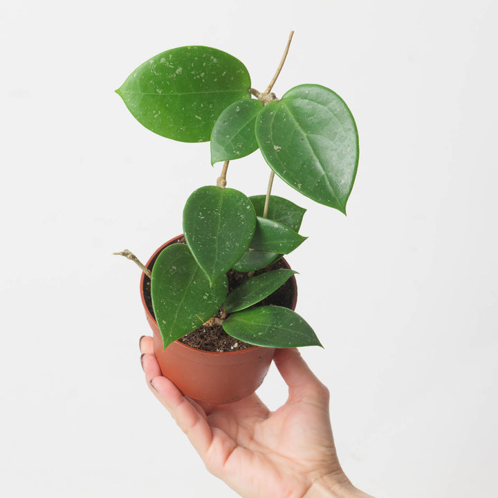 Hoya verticillata 'Splash' - GROW TROPICALS