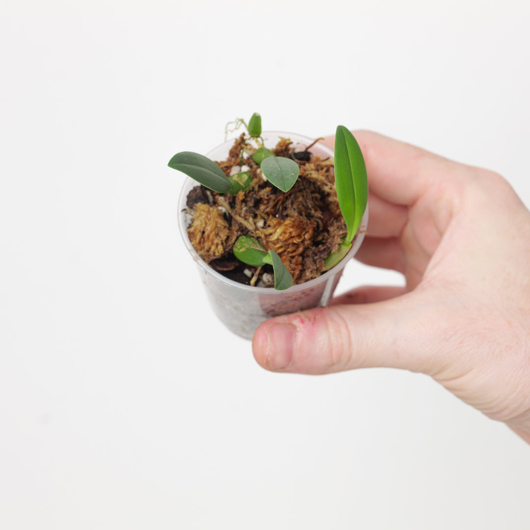 Bulbophyllum pardolatum - GROW TROPICALS