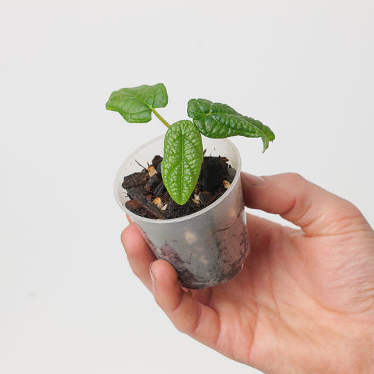 Piper parmatum Plants GrowTropicals
