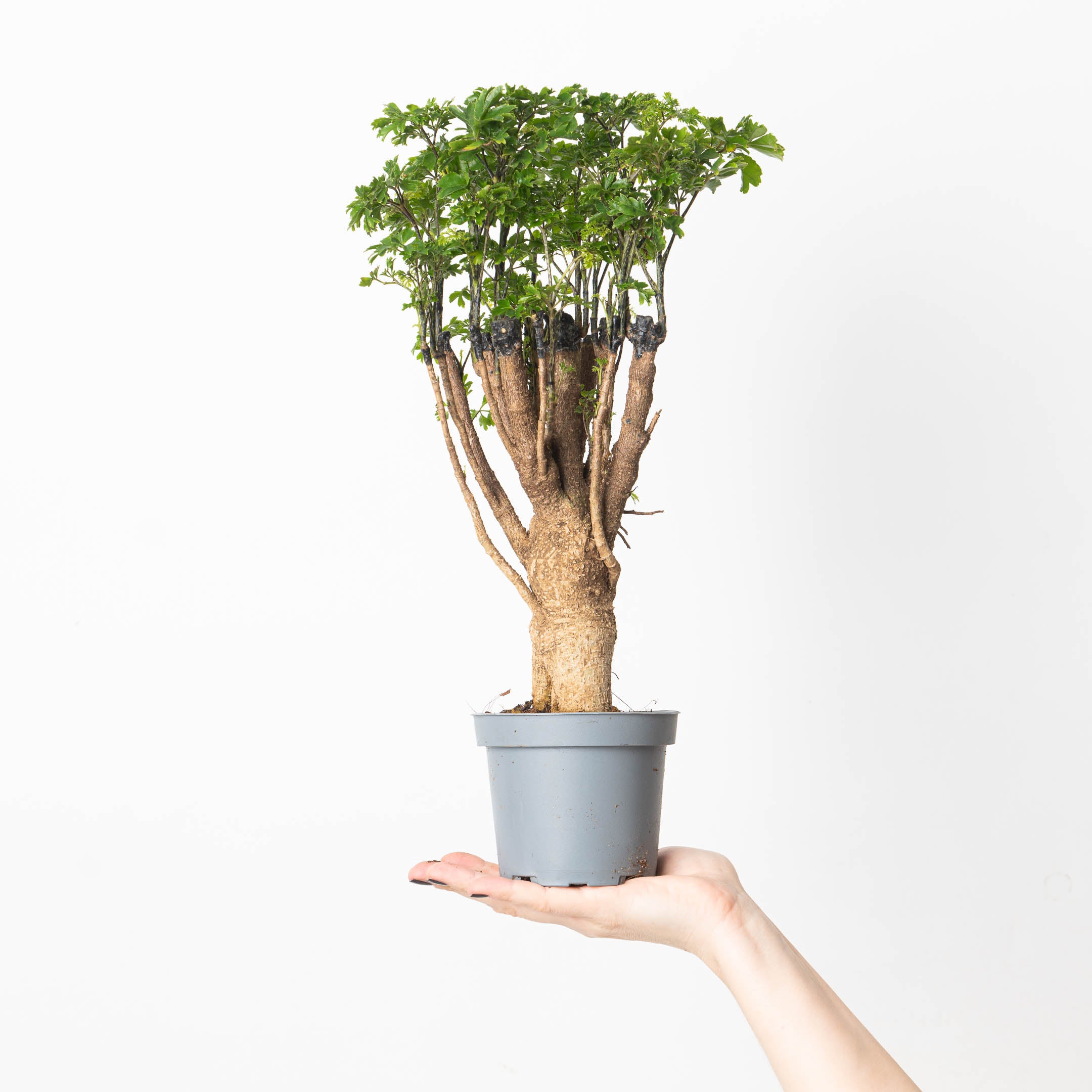 parsley tree house plant Polyscias 'Parsley' | Plants