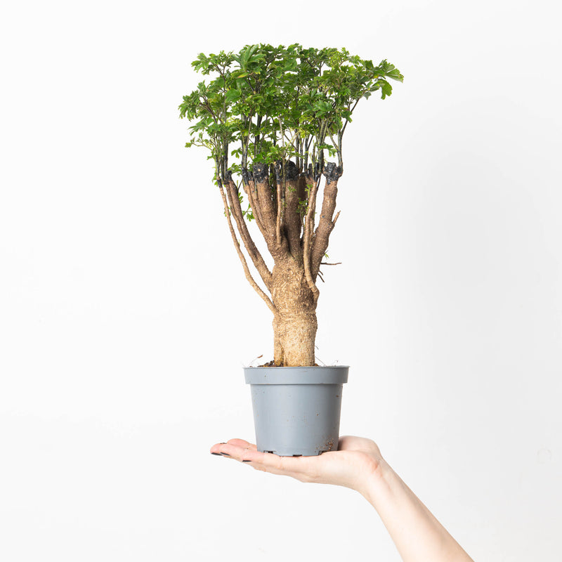 Polyscias 'Parsley' Plants GrowTropicals