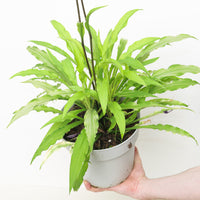 Hosta 'Party Streamers'