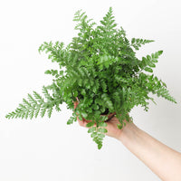 Asplenium parvati