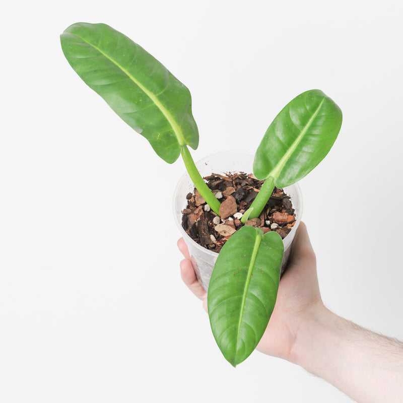Philodendron parvilobum 15cm Plants GrowTropicals