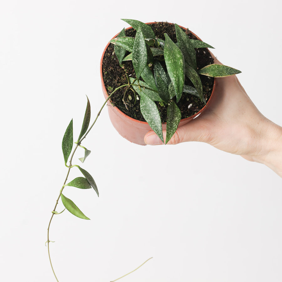 Hoya parviflora EPC341 Plants GrowTropicals