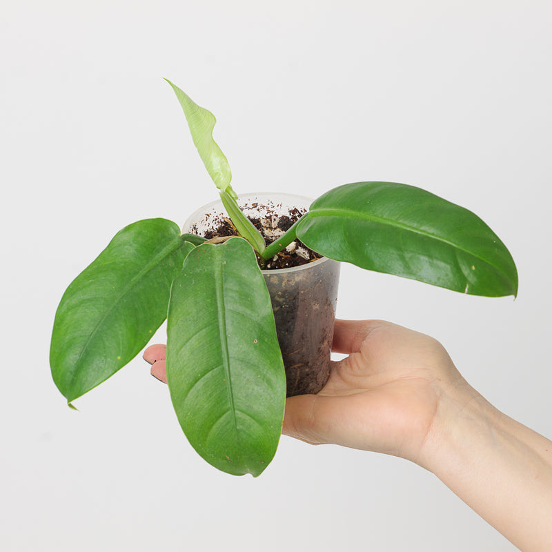 Philodendron parvilobum Plants GrowTropicals