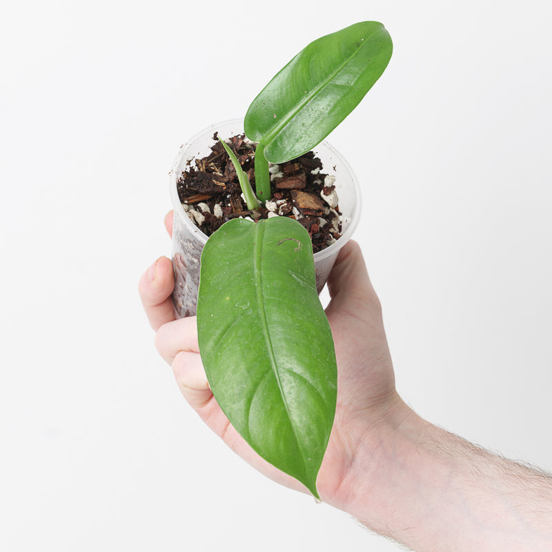 Philodendron parvilobum — 9cm