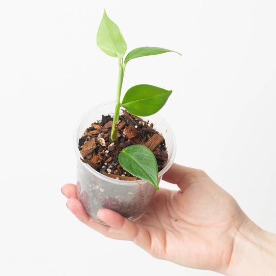 Stenospermation parvum aff. 9cm Plants GrowTropicals
