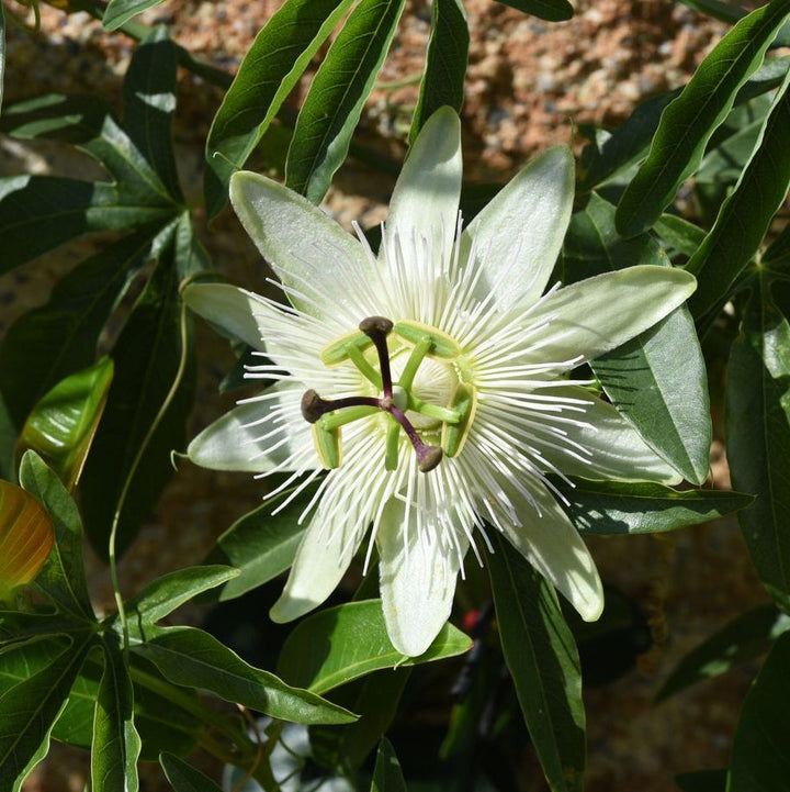 Passiflora caerulea 'Constance Eliott' Plants - Outdoor GROW TROPICALS