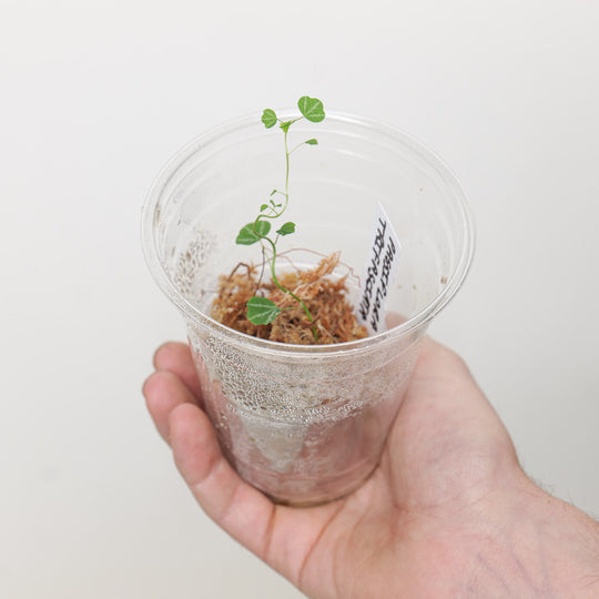 Passiflora trifasciata (Plantlet) Plants GrowTropicals
